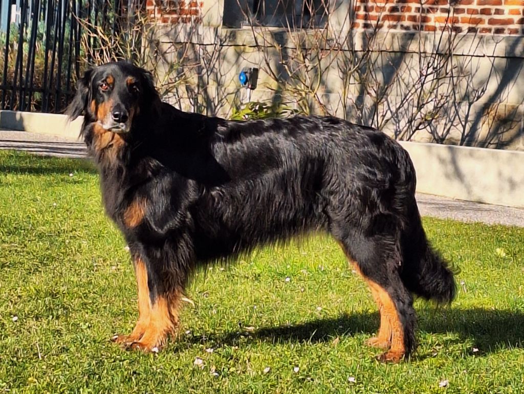 CH. Kashmir von der wassernixe