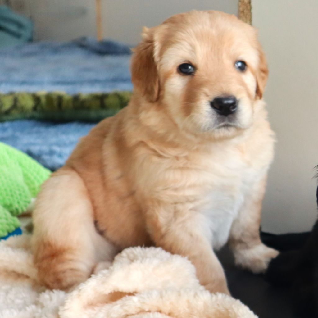 Des Bunkers De L'Elnon - Chiots disponibles - Hovawart