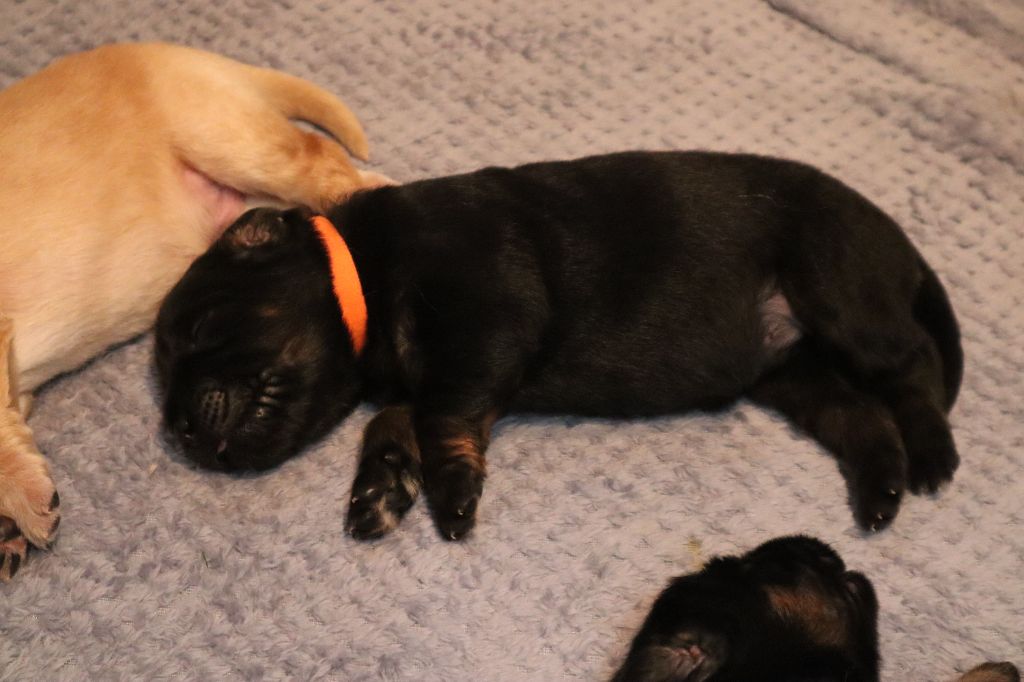 Des Bunkers De L'Elnon - Chiots disponibles - Hovawart
