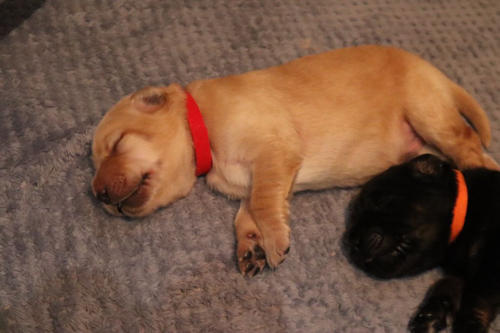 Des Bunkers De L'Elnon - Chiots disponibles - Hovawart