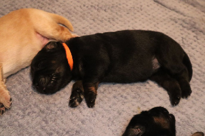 CHIOT