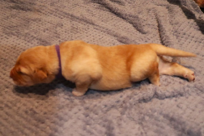 CHIOT