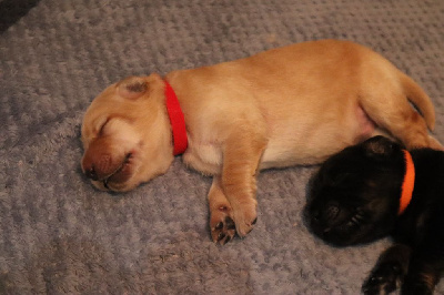 CHIOT