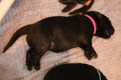 CHIOT