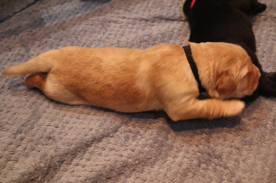CHIOT