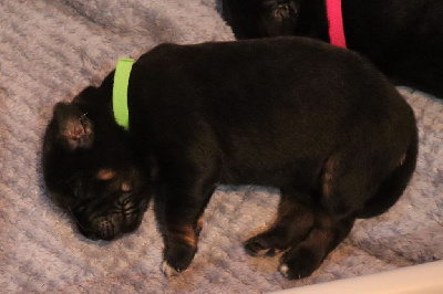 CHIOT