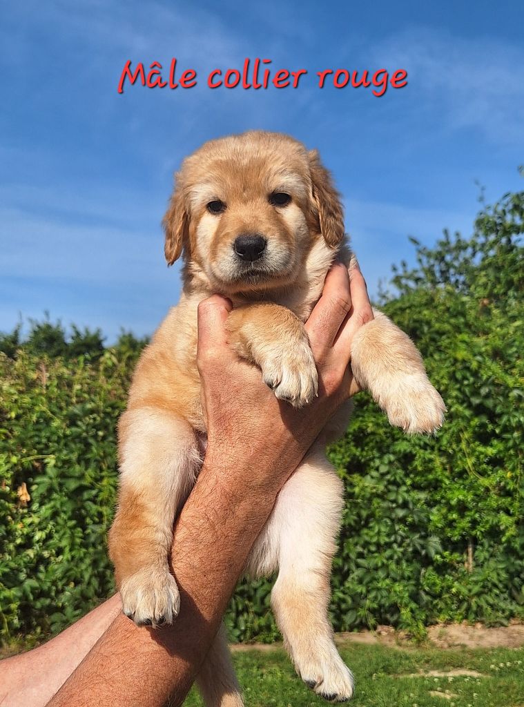 Des Bunkers De L'Elnon - Chiots disponibles - Hovawart