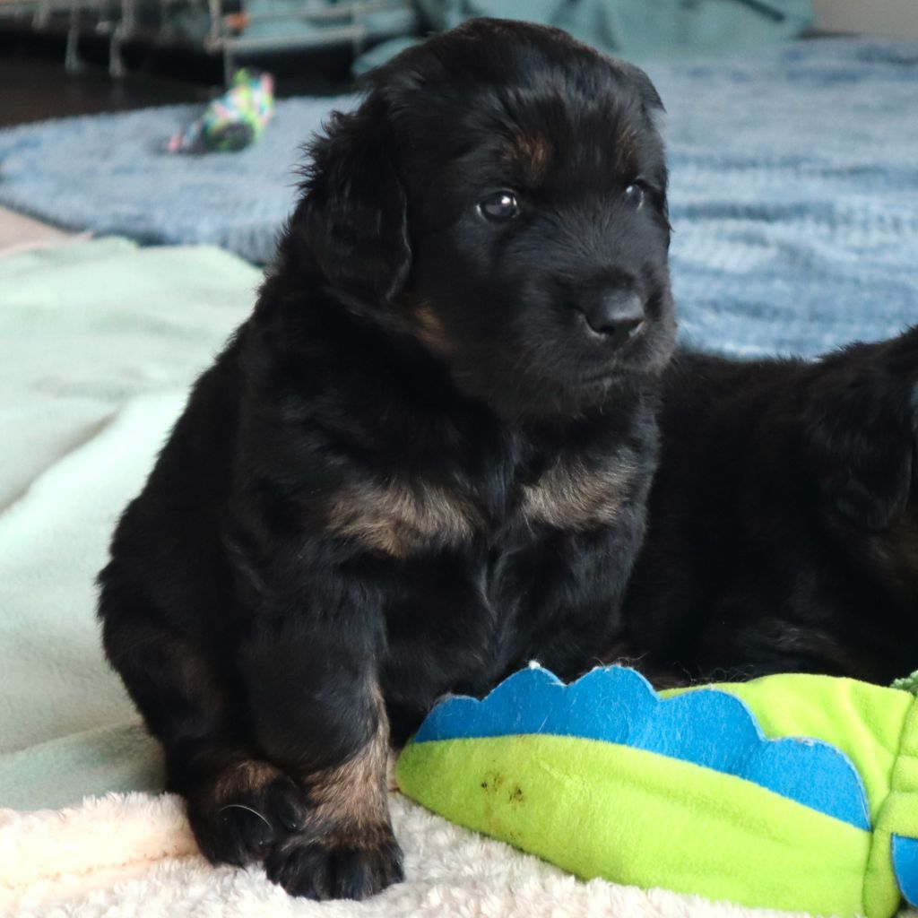 Des Bunkers De L'Elnon - Chiots disponibles - Hovawart